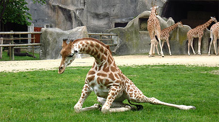 Girafe du zoo de Vincennes Girafe du zoo de Vincennes