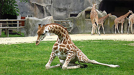 Girafe du zoo de Vincennes