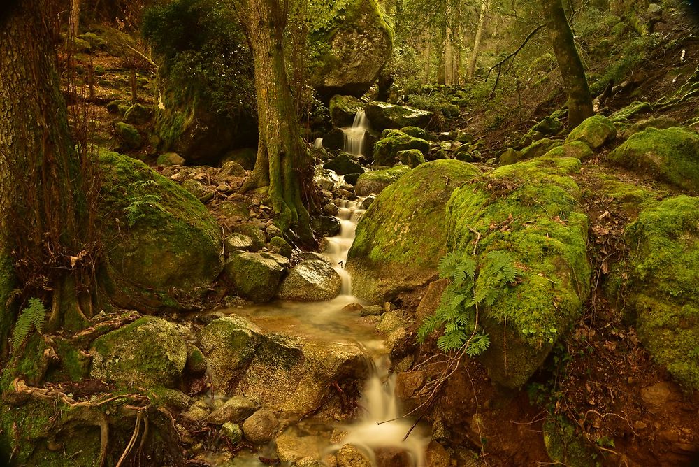 La forêt des elfes