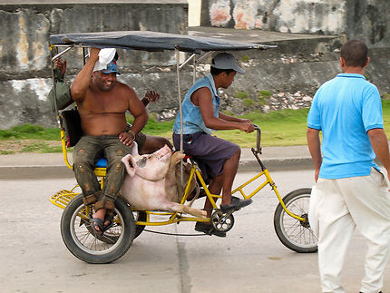 Baracoa  -  Transport de porc