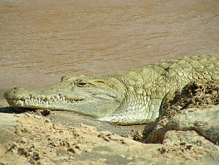 Crocodile dans le Tsavo Est