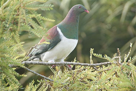 Wood pigeon Wood pigeon
