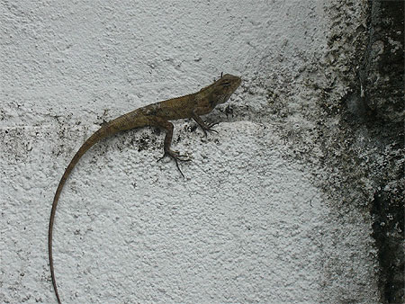 Lézard pays Lézard pays
