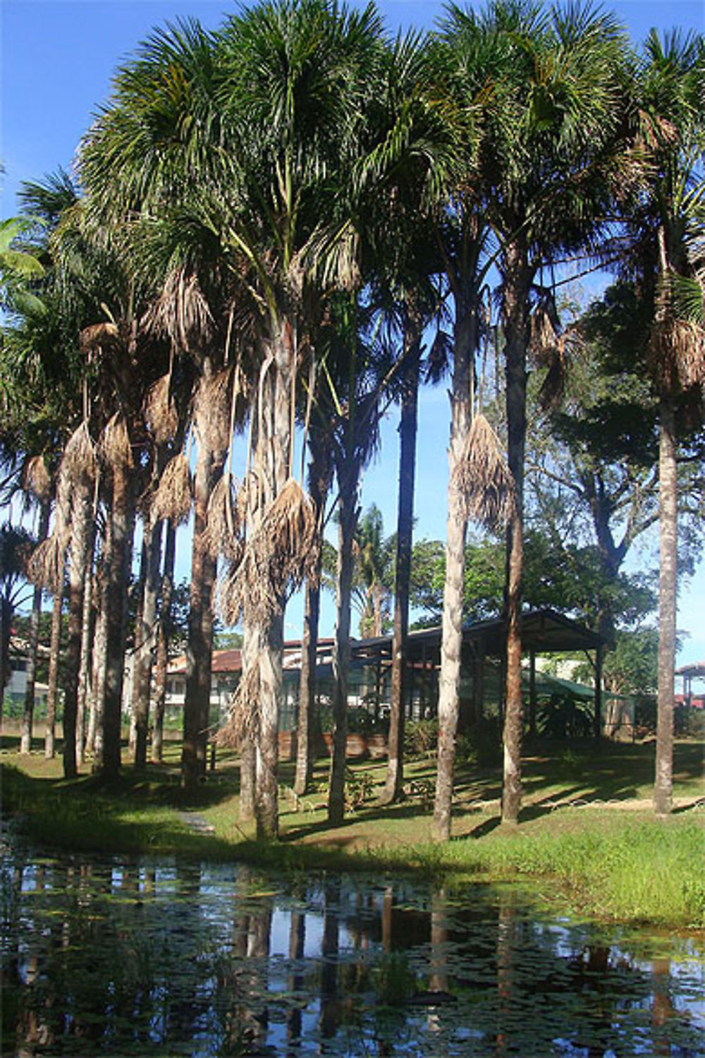 Le Jardin botanique de Cayenne