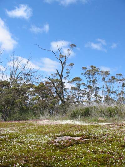 Porongurup N.P. Porongurup N.P.