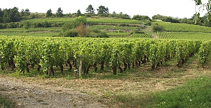 Les vignes autour de Meursault