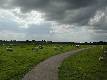 Moutons sur les polders hollandais