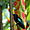 Oiseau au jardin botanique de Deshaies, Guadeloupe