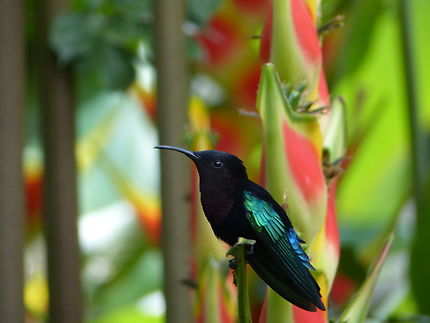 Oiseau au jardin botanique de Deshaies, Guadeloupe