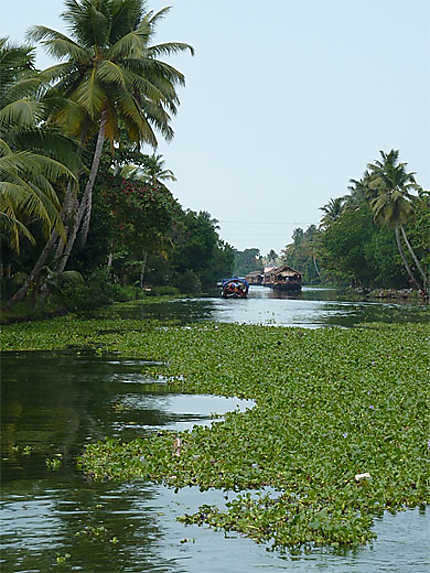Paysage des Backwaters