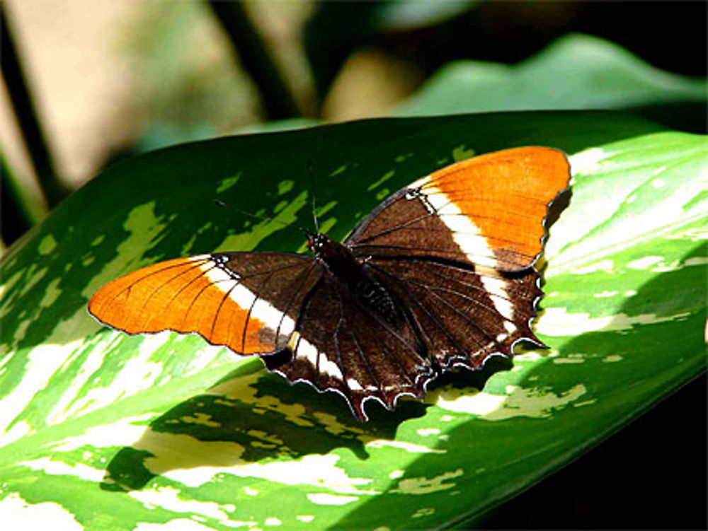 Papillon qui &quot;bronze&quot;