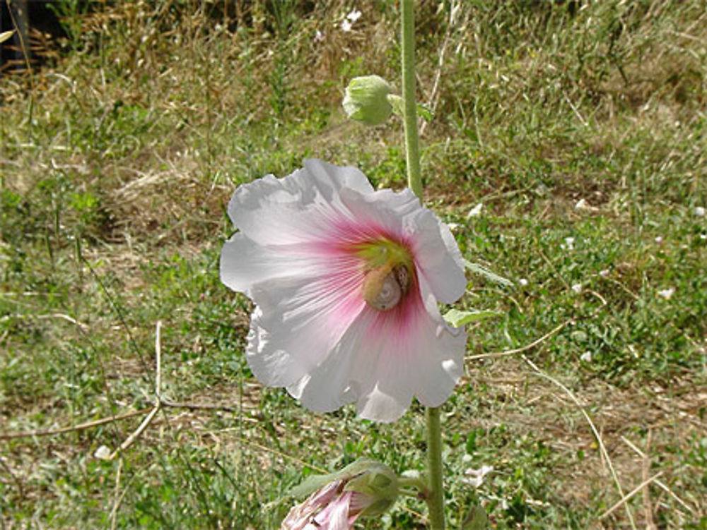 Rose trémière