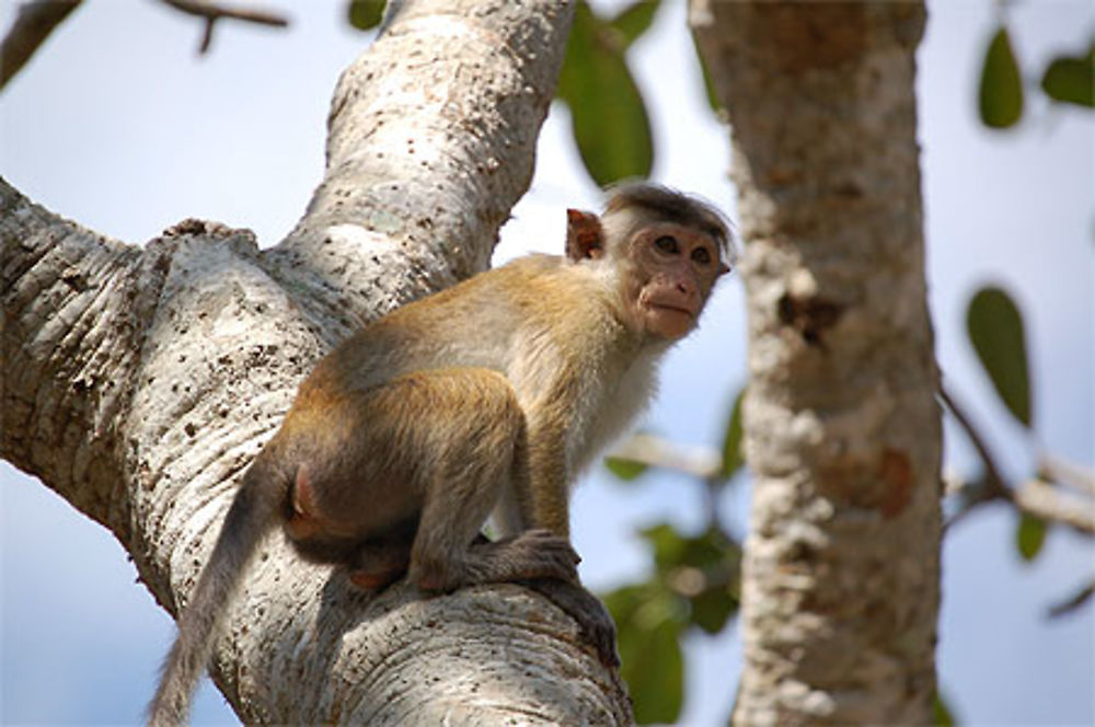 Petit Singe Sri Lankais