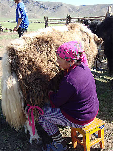 Traite à la main de yak