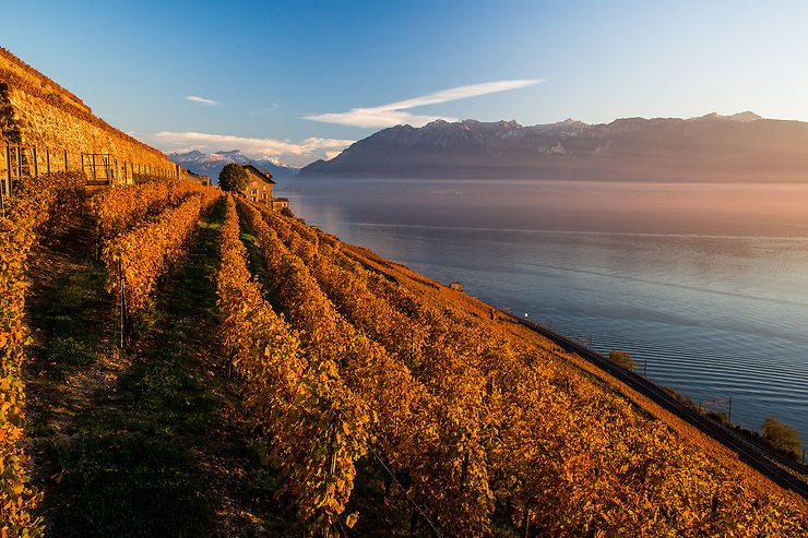Vignoble de Lavaux au bord lac Léman – Suisse