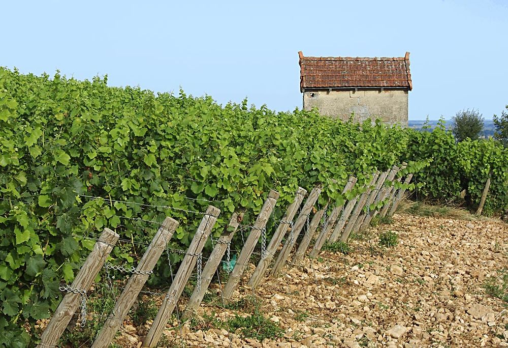 Les vignes autour de Meursault