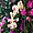 Quelques orchidées