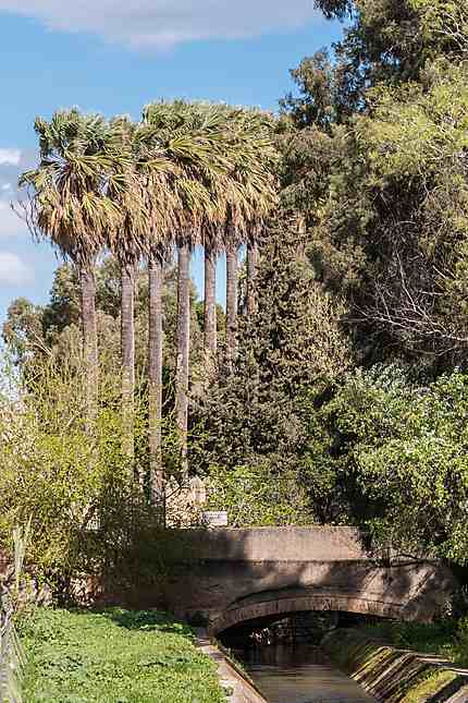 Quelques palmiers du jardin Jnane Sbil 