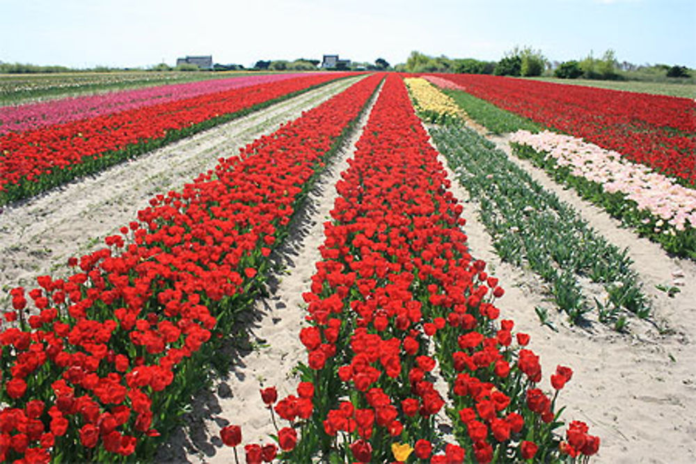 Champs de tulipes