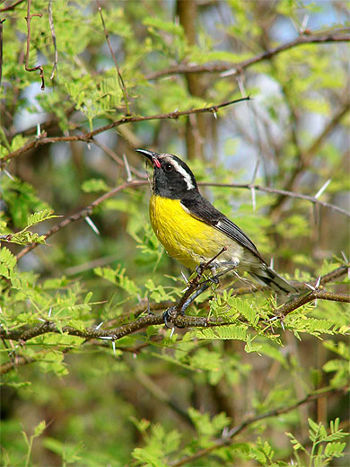 L'oiseau qui fait son nid L'oiseau qui fait son nid