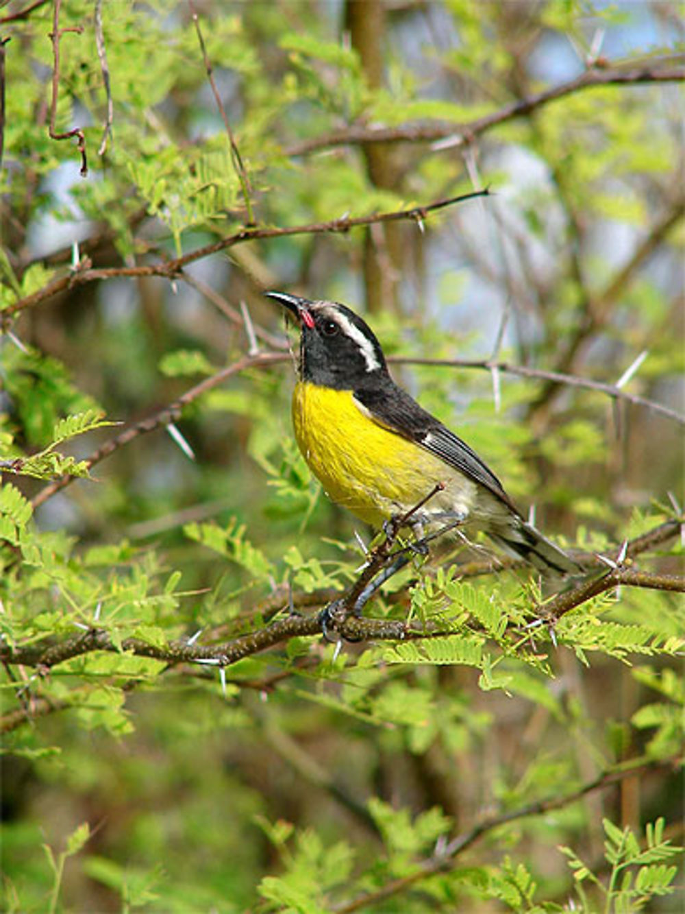 L'oiseau qui fait son nid