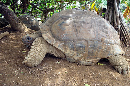 Tortue d' Aldabra Tortue d' Aldabra