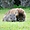 Wombats au camping de Kelso