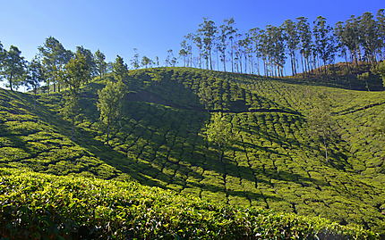 Les champs de thé à Munnar