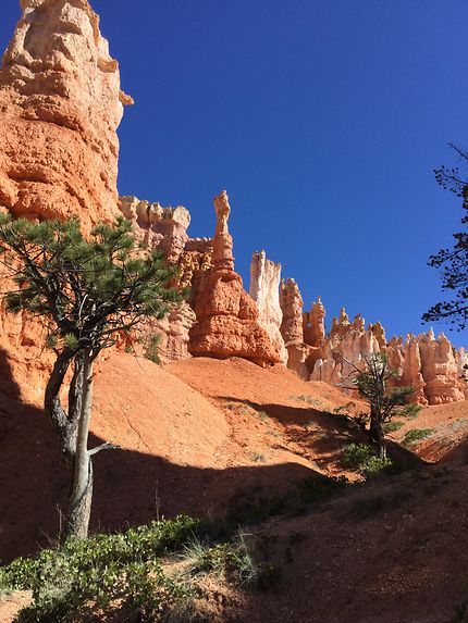 Panorama Bryce Canyon 