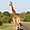 Vie sauvage dans le Parc Kruger, réserve naturelle