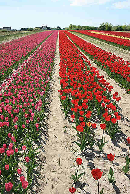 Les tulipes