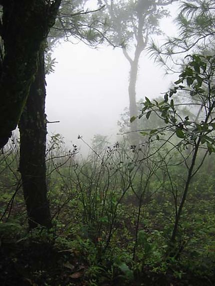 Forêt nordique...