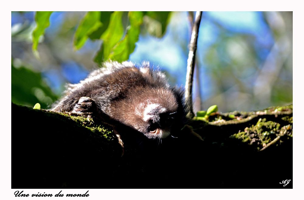 Un singe au pain de sucre