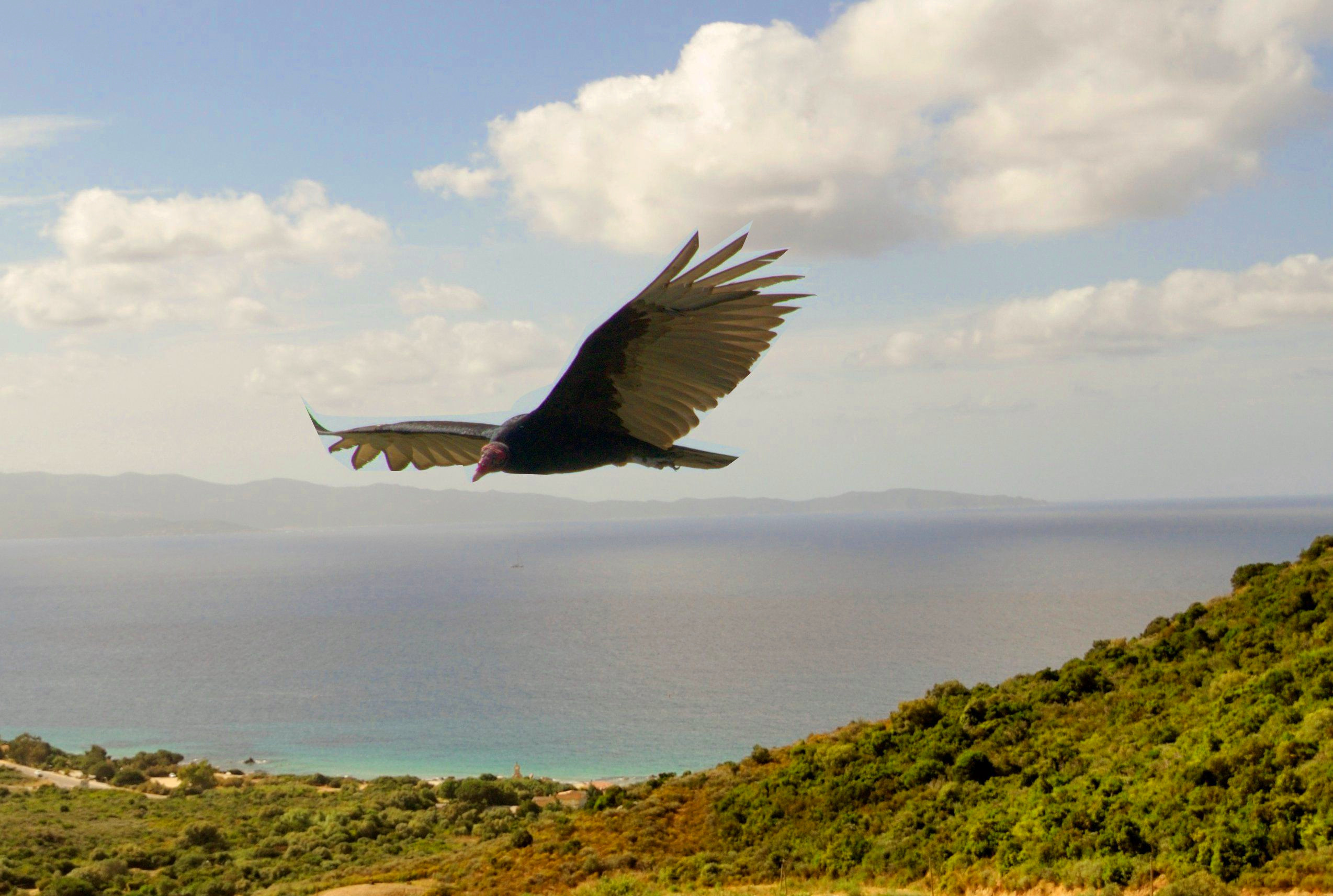 Condor Condor