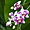 Orchidées au jardin botanique de Deshaies