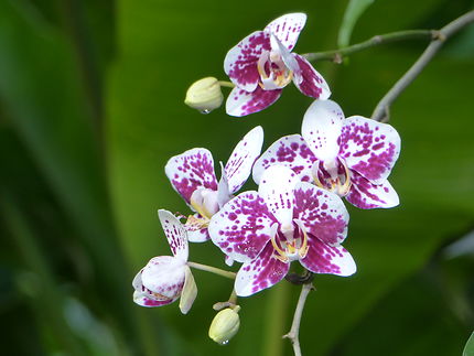 Orchidées au jardin botanique de Deshaies