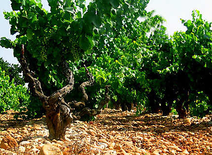 Une vigne en Provence