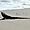Iguane sur la plage