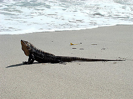 Iguane sur la plage