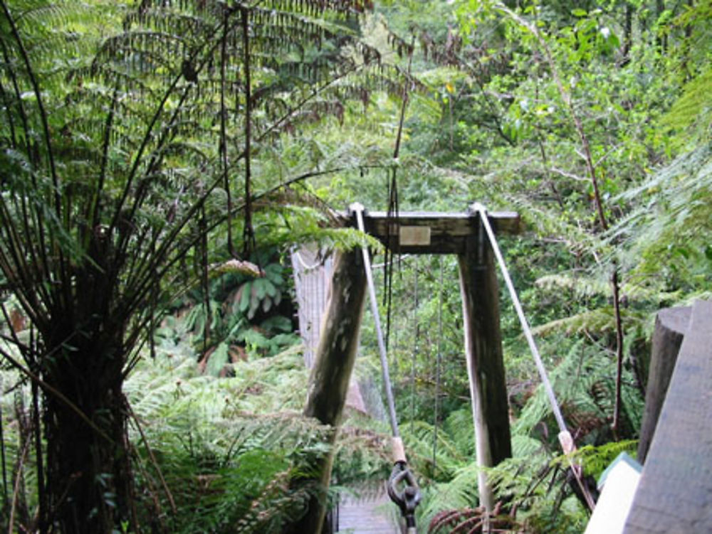 Pont suspendu à Tarra Bulga N.P.