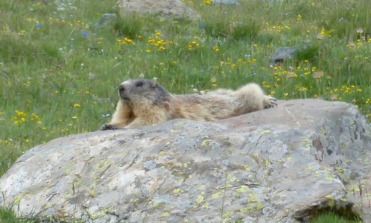 Marmotte de Saint Veran Marmotte de Saint Veran