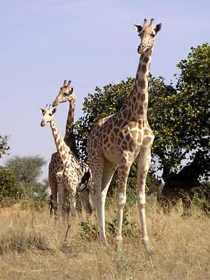 Girafes libres