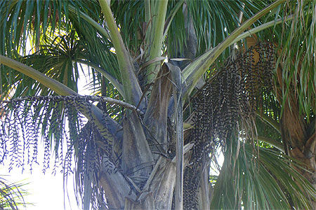 Le support des fruits du palmier bache