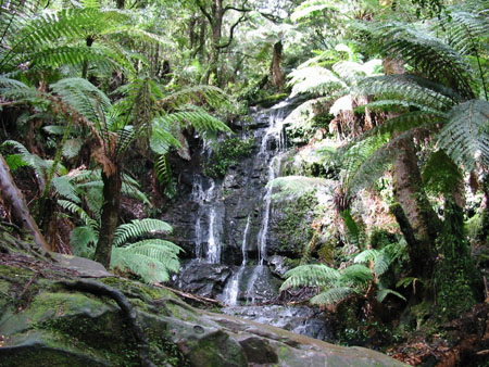 Tarra Bulga N.P. Tarra Bulga N.P.