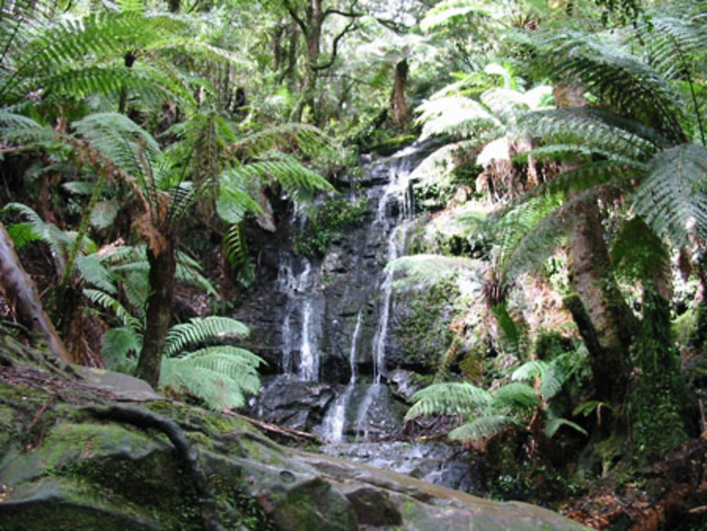 Tarra Bulga N.P. 