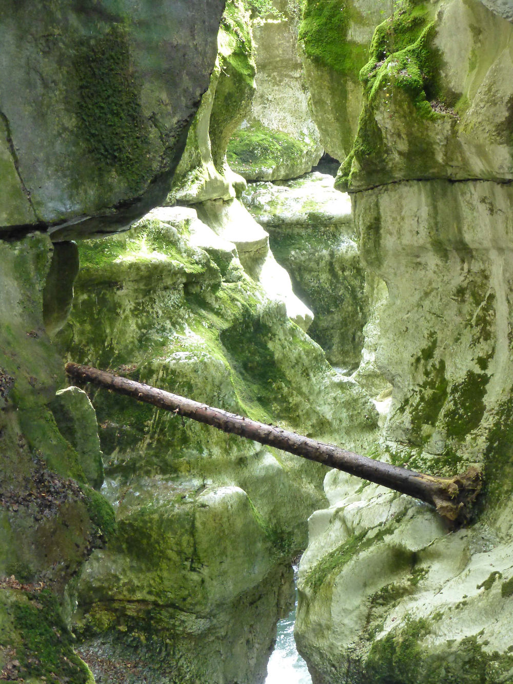 Arbre tombé dans les Gorges du Fier