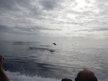 Observation des dauphins aux Açores