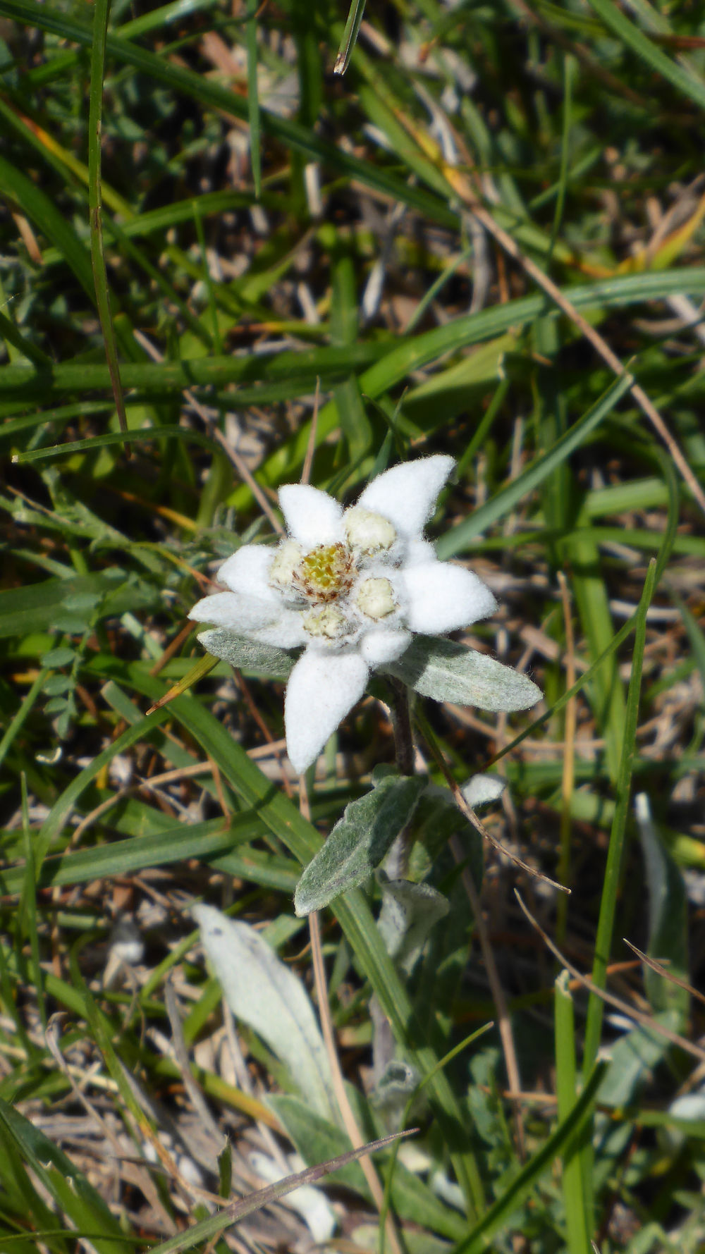 Edelweiss 