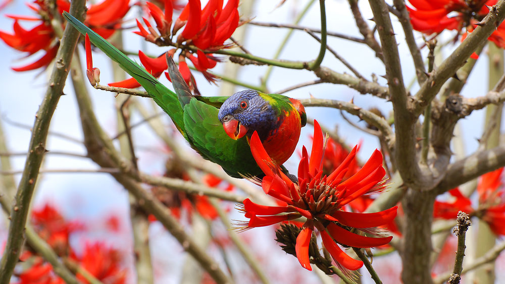 Un loriquet arc-en-ciel dans une rue de Perth