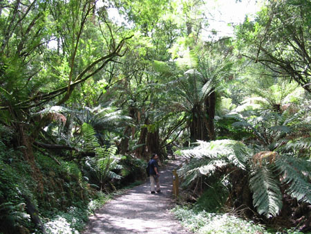 Dandenongs Ranges N.P. Dandenongs Ranges N.P.
